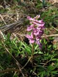 Corydalis subjenisseensis. Цветущее растение (форма с розовыми цветками) на лесном лугу. Красноярский кр., Ермаковский р-н, окр. п. Танзыбей, протока Исакина на р. Малый Кебеж. 24.04.2007.