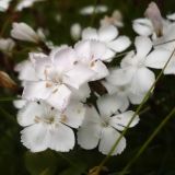 Dianthus cretaceus