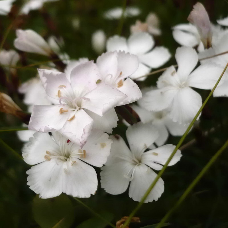 Изображение особи Dianthus cretaceus.