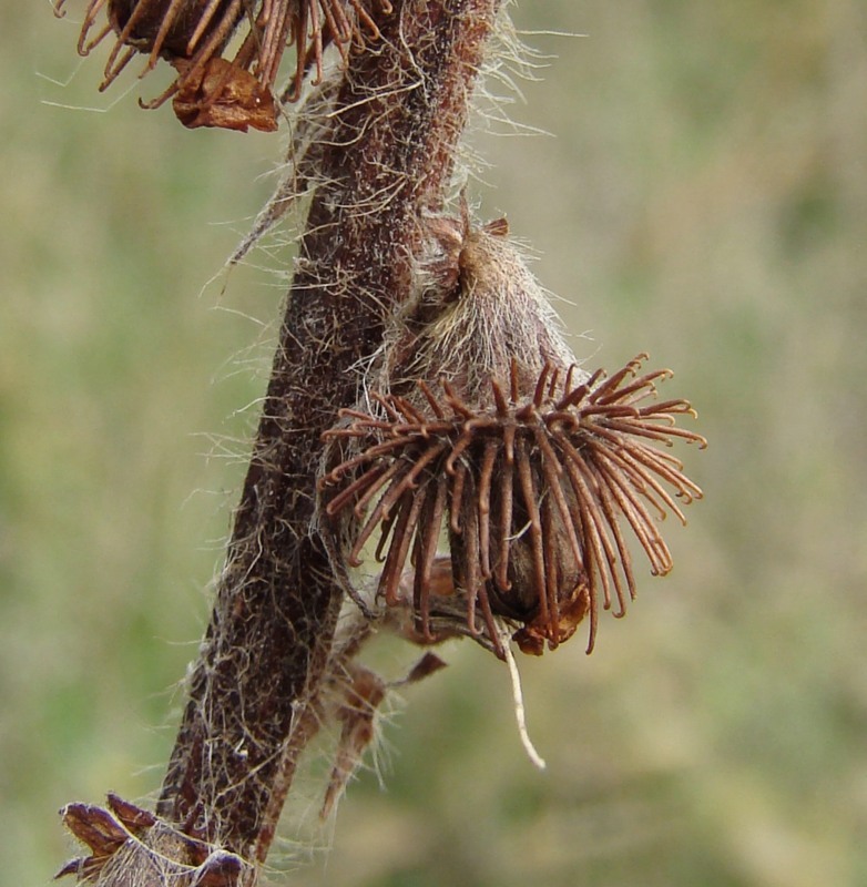 Image of Agrimonia asiatica specimen.