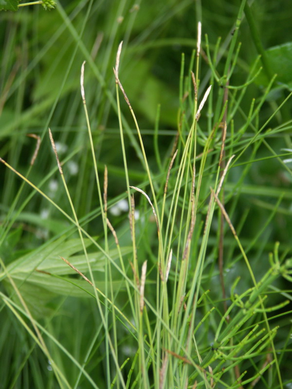 Изображение особи Carex davalliana.