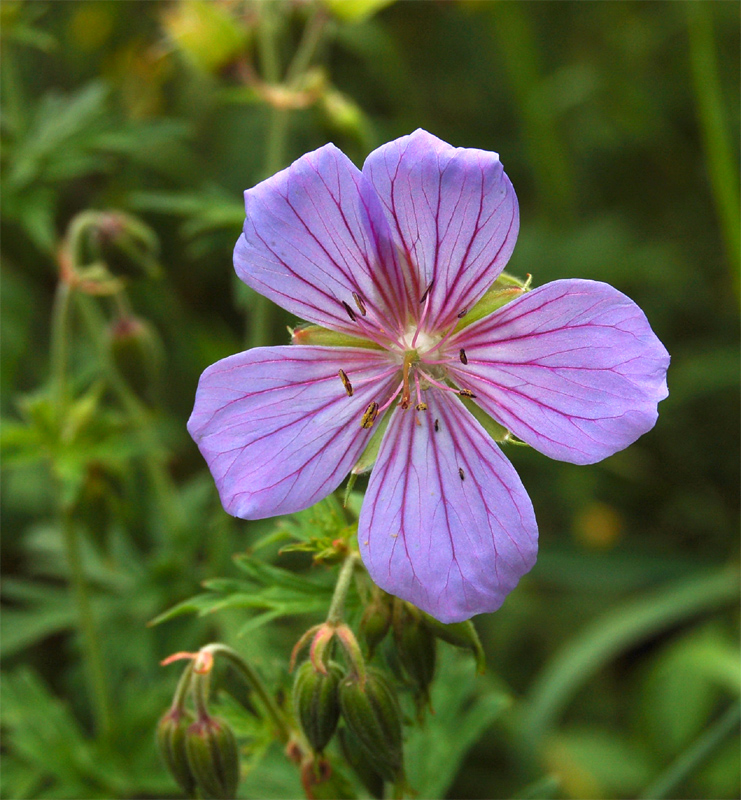 Изображение особи Geranium pratense.