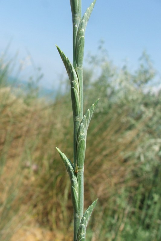 Image of Elytrigia obtusiflora specimen.