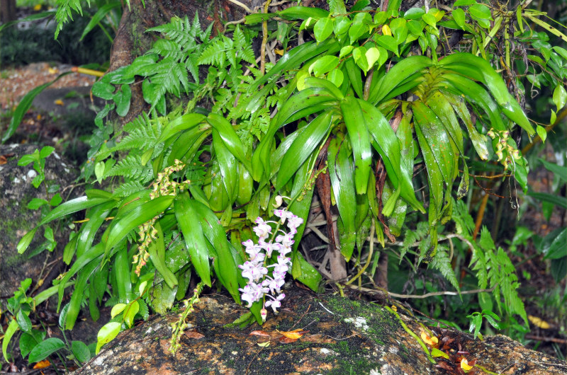 Изображение особи Aerides odorata.