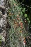 Ephedra foeminea