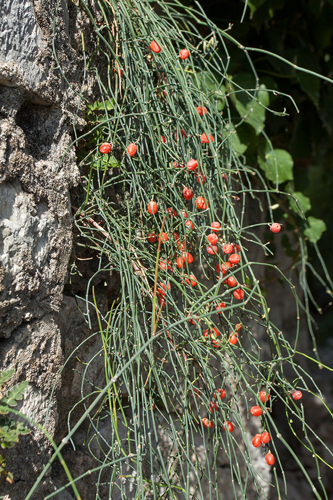 Image of Ephedra foeminea specimen.