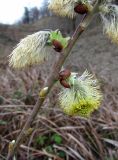 Salix caprea