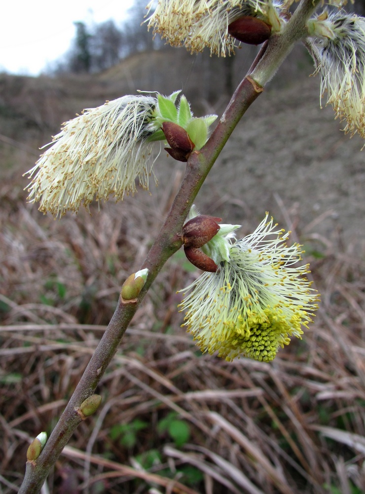 Изображение особи Salix caprea.