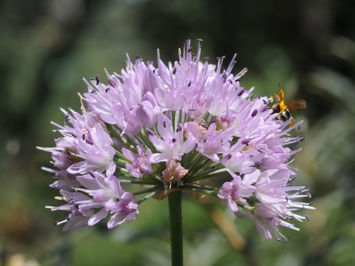 Изображение особи Allium senescens.