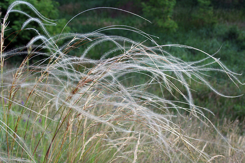 Image of Stipa borysthenica specimen.