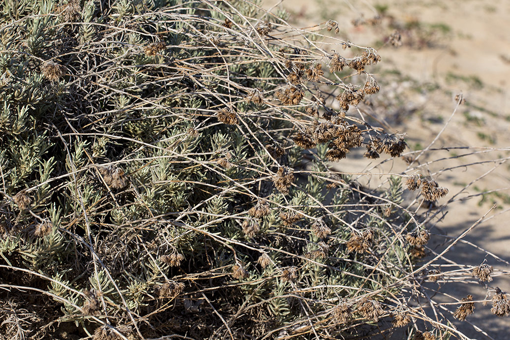 Image of Helichrysum italicum specimen.