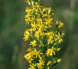 Solidago virgaurea. Часть побега с соцветиями. Московская обл., Раменский р-н, окр. ж.-д. платформы Хрипань, просека под ЛЭП. 30.07.2015.