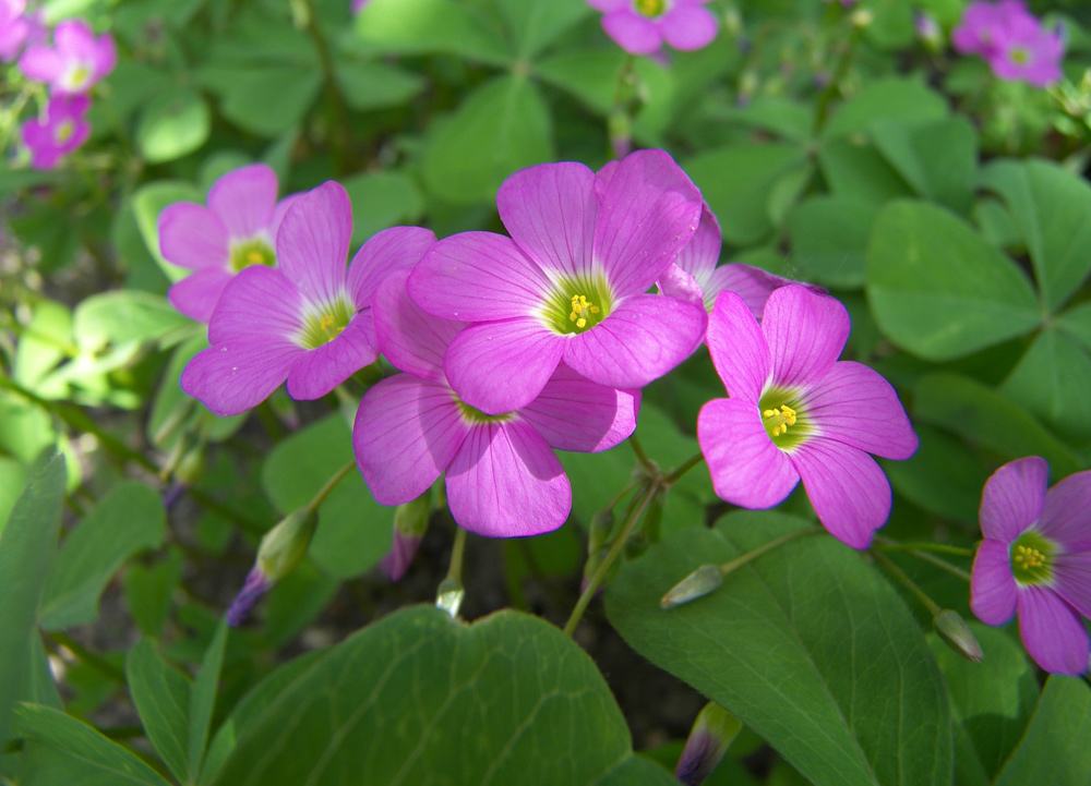 Image of Oxalis tetraphylla specimen.