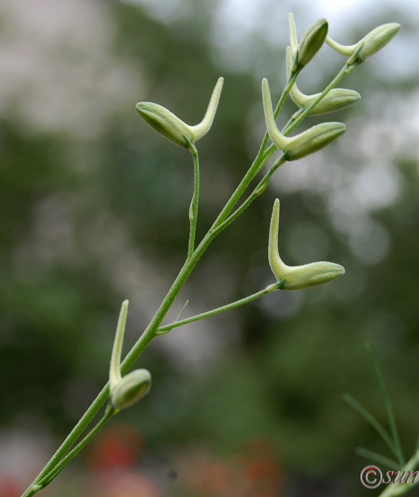 Image of Delphinium hispanicum specimen.