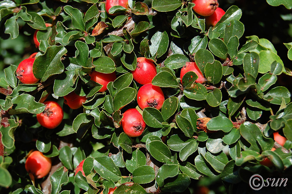 Image of Cotoneaster dammeri specimen.