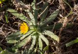 Calendula arvensis