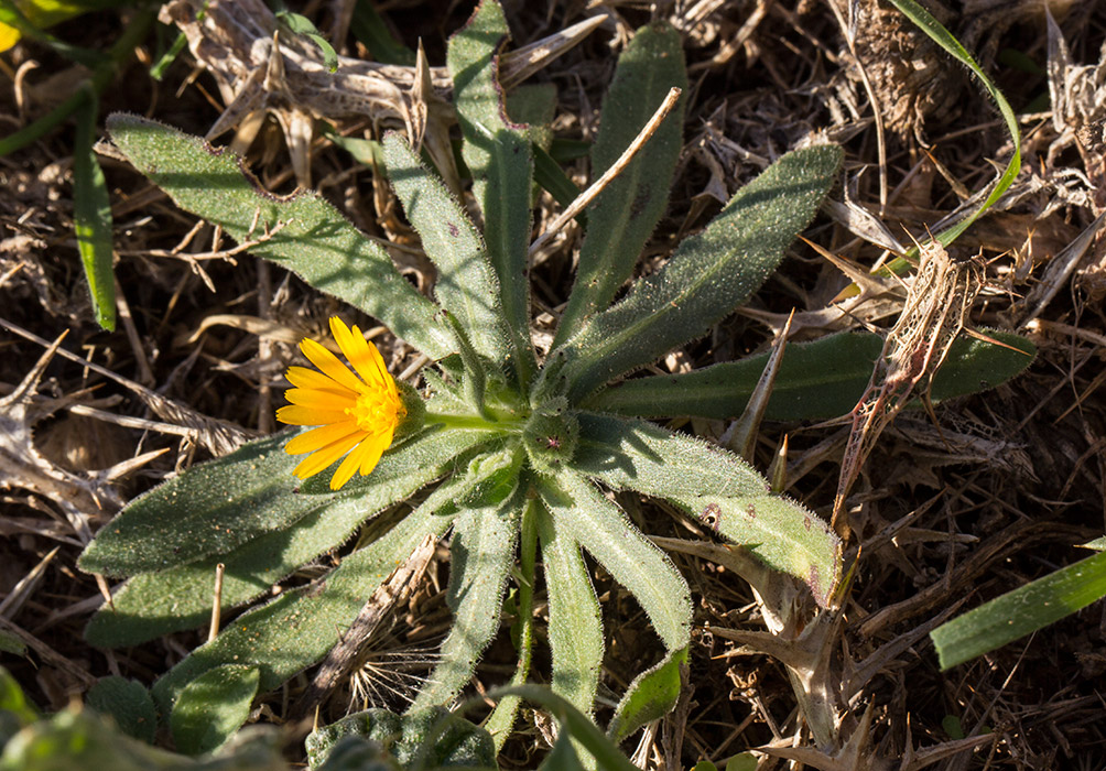 Image of Calendula arvensis specimen.