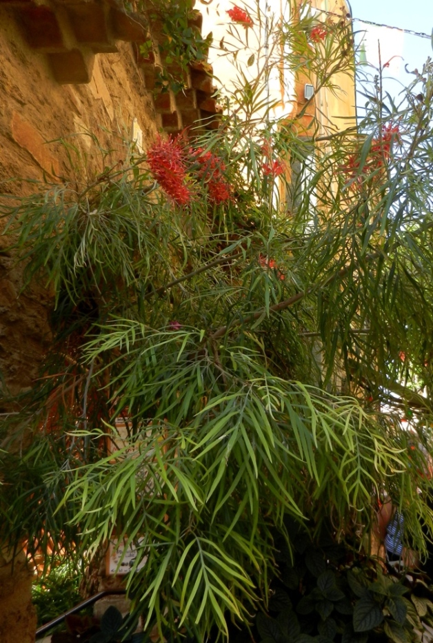 Image of genus Grevillea specimen.