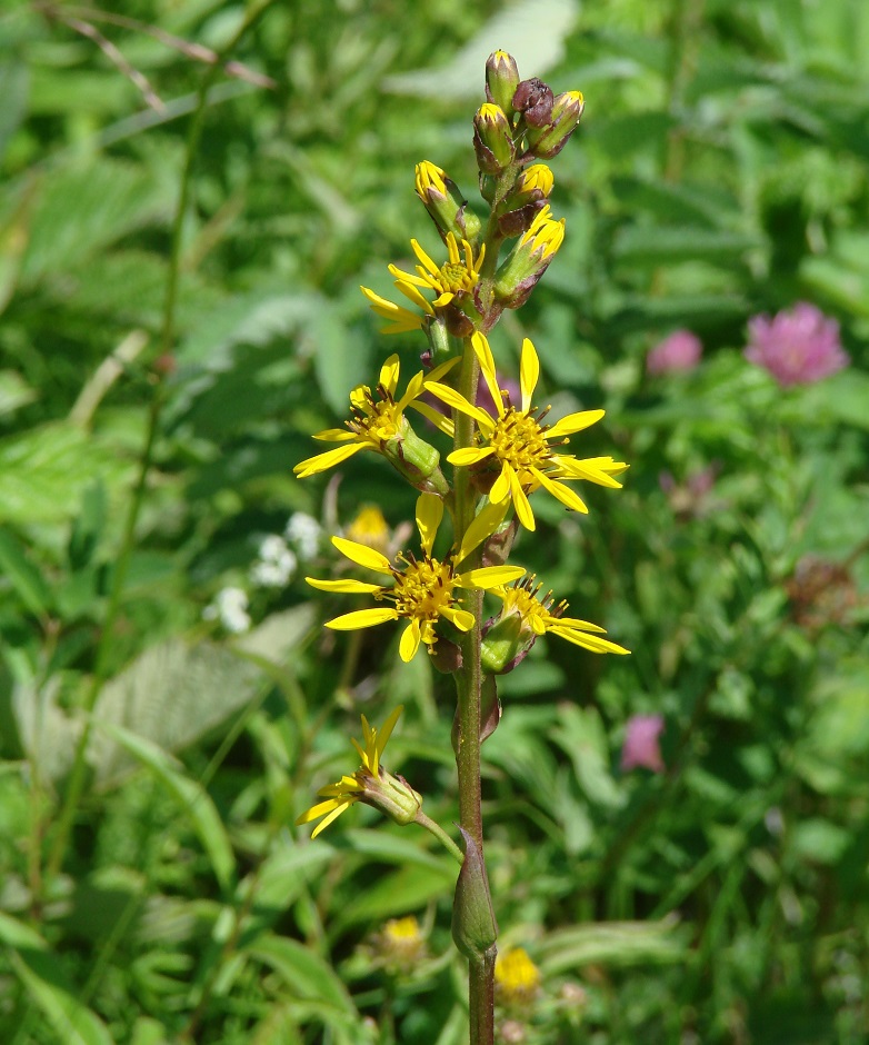 Изображение особи Ligularia sibirica.