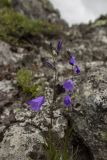 Campanula rotundifolia