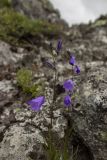 Campanula rotundifolia. Верхушки цветущих растений. Свердловская обл., Карпинский городской округ, гора Серебрянский Камень, зона горной тундры на выс. 900-1000 м н.у.м. 18.07.2015.