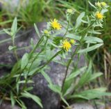 Inula britannica. Цветущие растения. Алтай, окр. пос. Манжерок, на каменистом берегу р. Катунь. 22.08.2009.