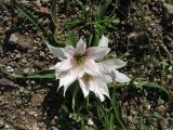 Androcymbium europaeum