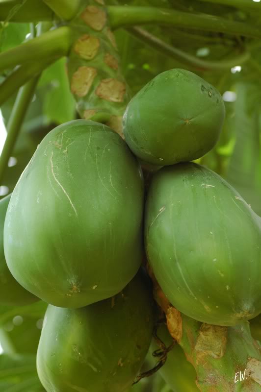 Image of Carica papaya specimen.