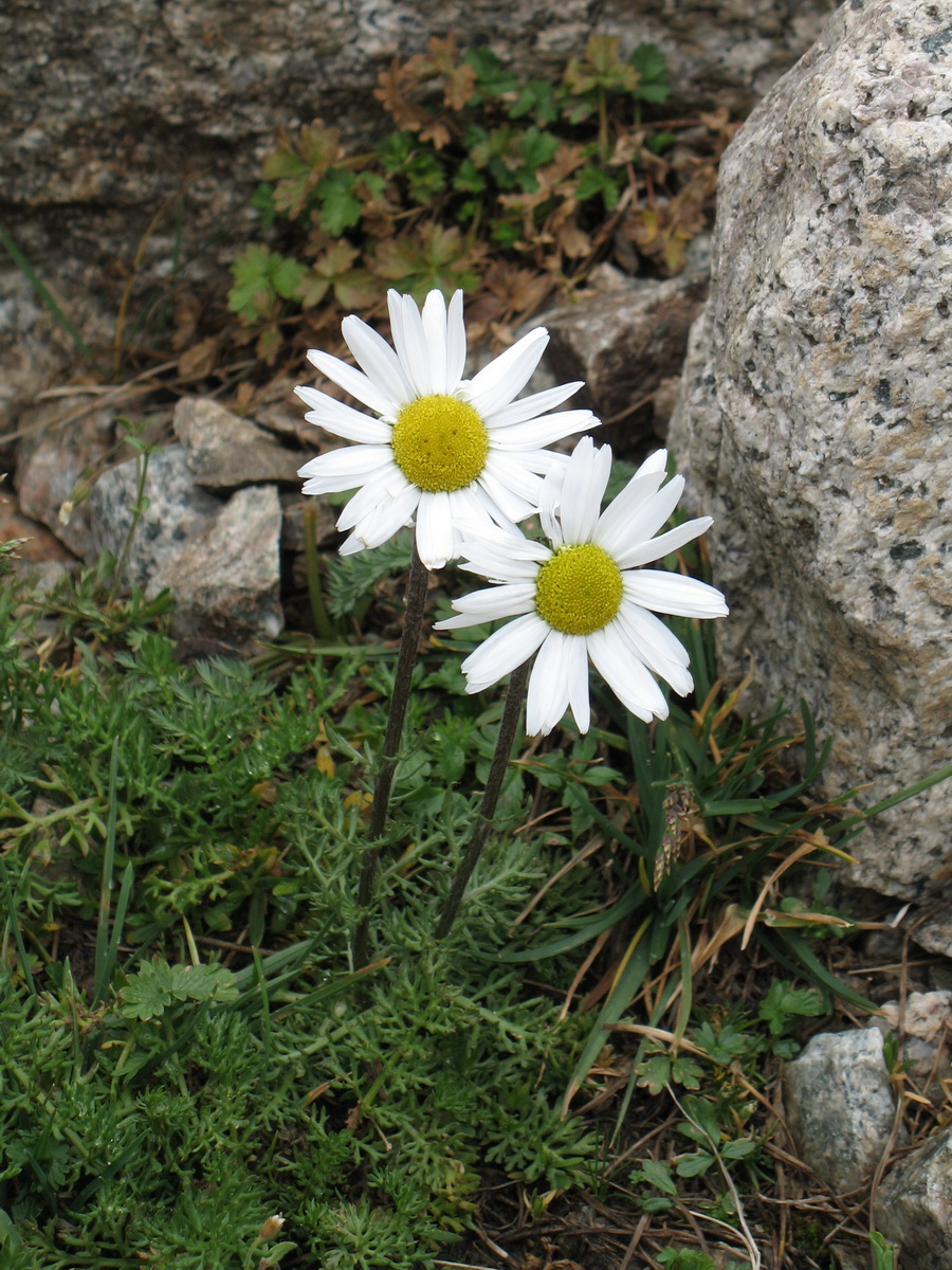 Изображение особи Pyrethrum karelinii.