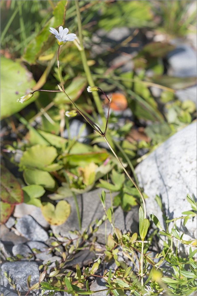 Изображение особи Cerastium glabratum.