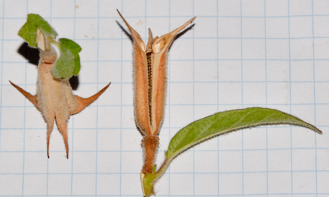 Image of Ceratotheca triloba specimen.