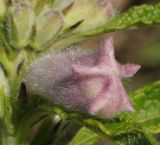 Sesamum indicum