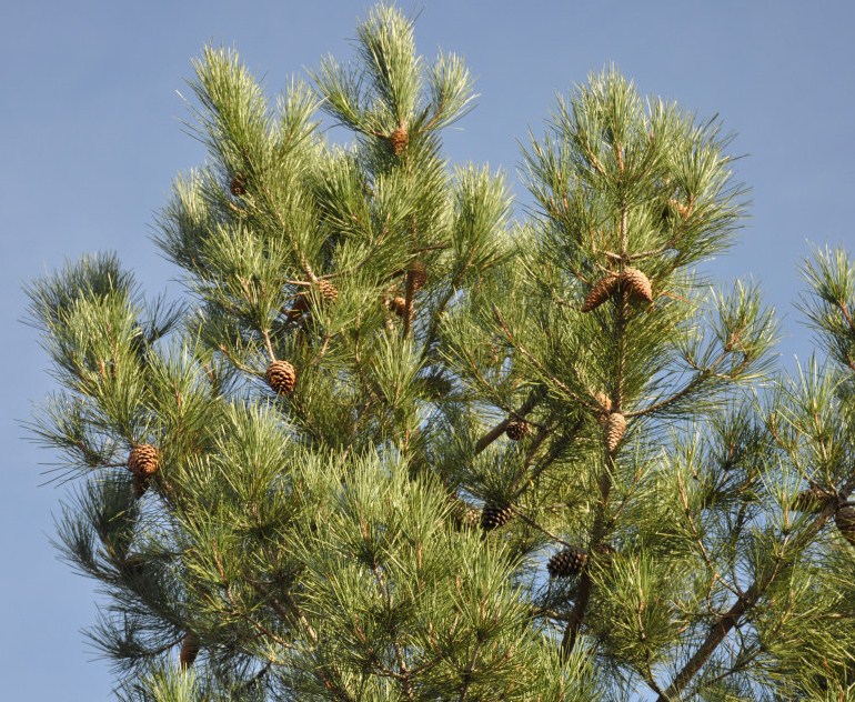 Image of Pinus pinaster specimen.