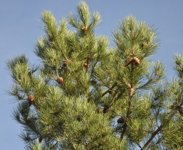 Изображение особи Pinus pinaster.