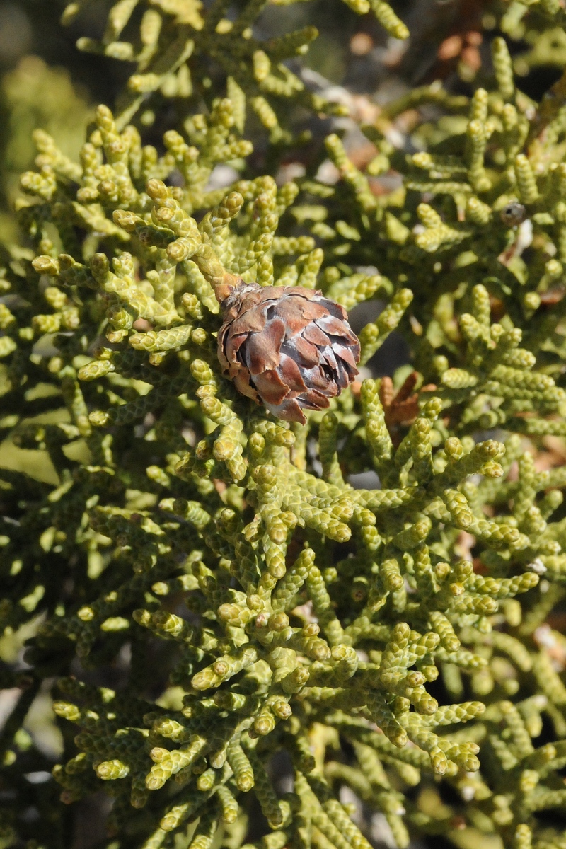 Изображение особи Juniperus californica.