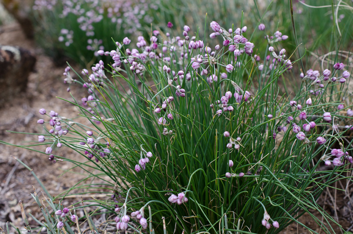 Image of Allium anisopodium specimen.