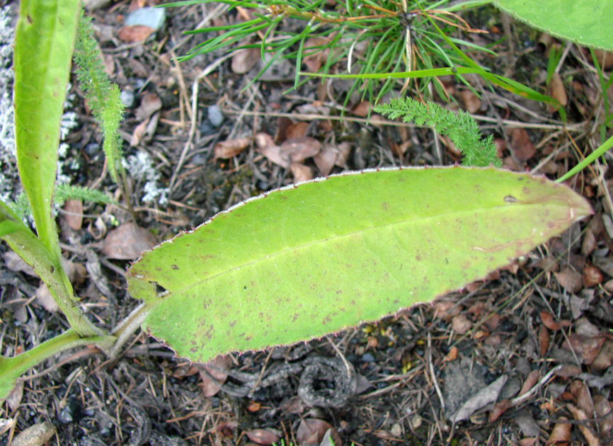 Image of genus Saussurea specimen.