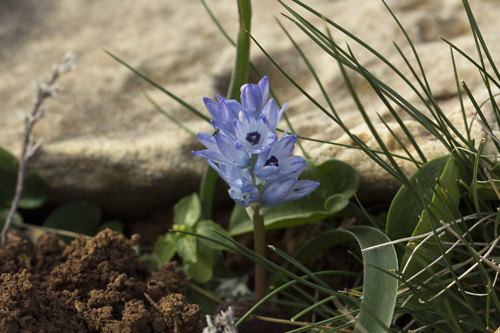 Image of Bellevalia hyacinthoides specimen.