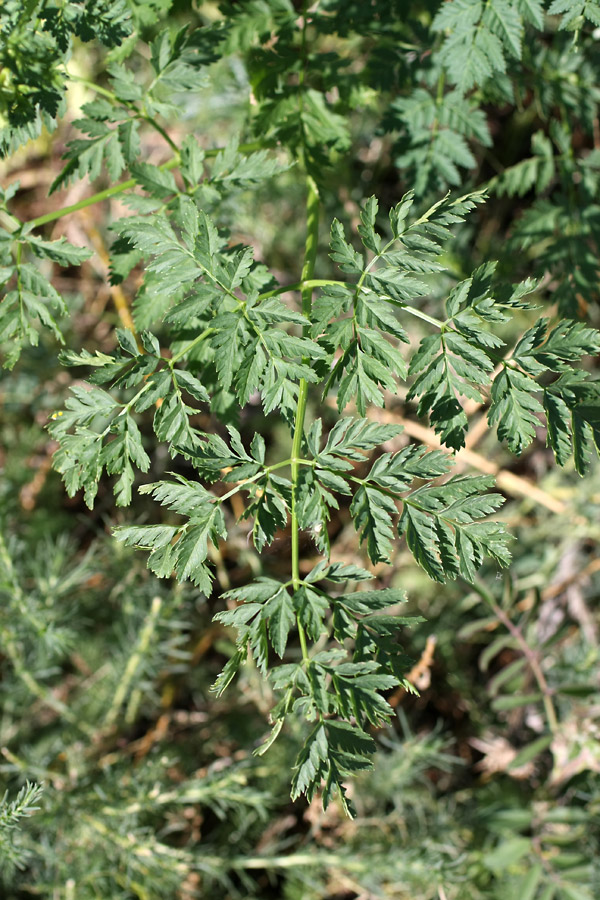 Изображение особи Conium maculatum.