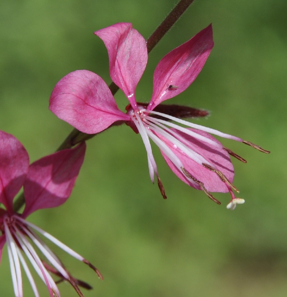 Image of Gaura lindheimeri specimen.