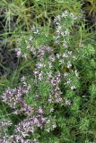 Acanthophyllum pungens. Верхушка расцветающего растения. Южный Казахстан, Сырдарьинский Каратау, р-н перевала Куюк. 30.05.2015.