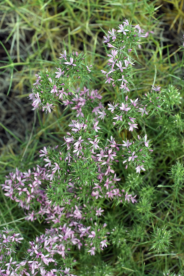 Image of Acanthophyllum pungens specimen.