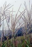 Miscanthus sinensis