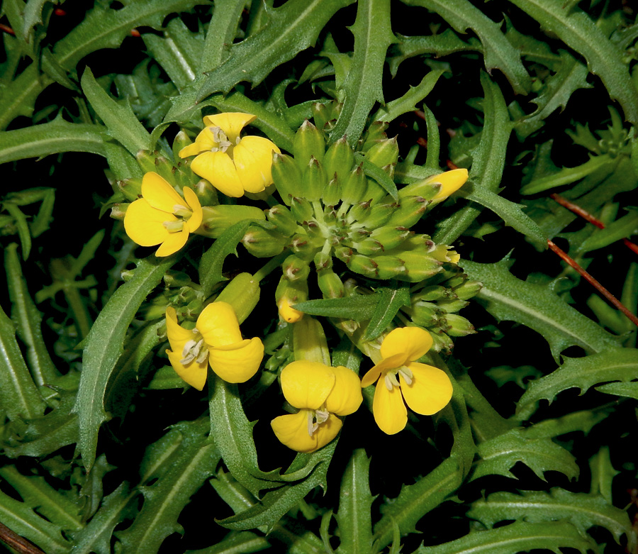 Image of Erysimum callicarpum specimen.