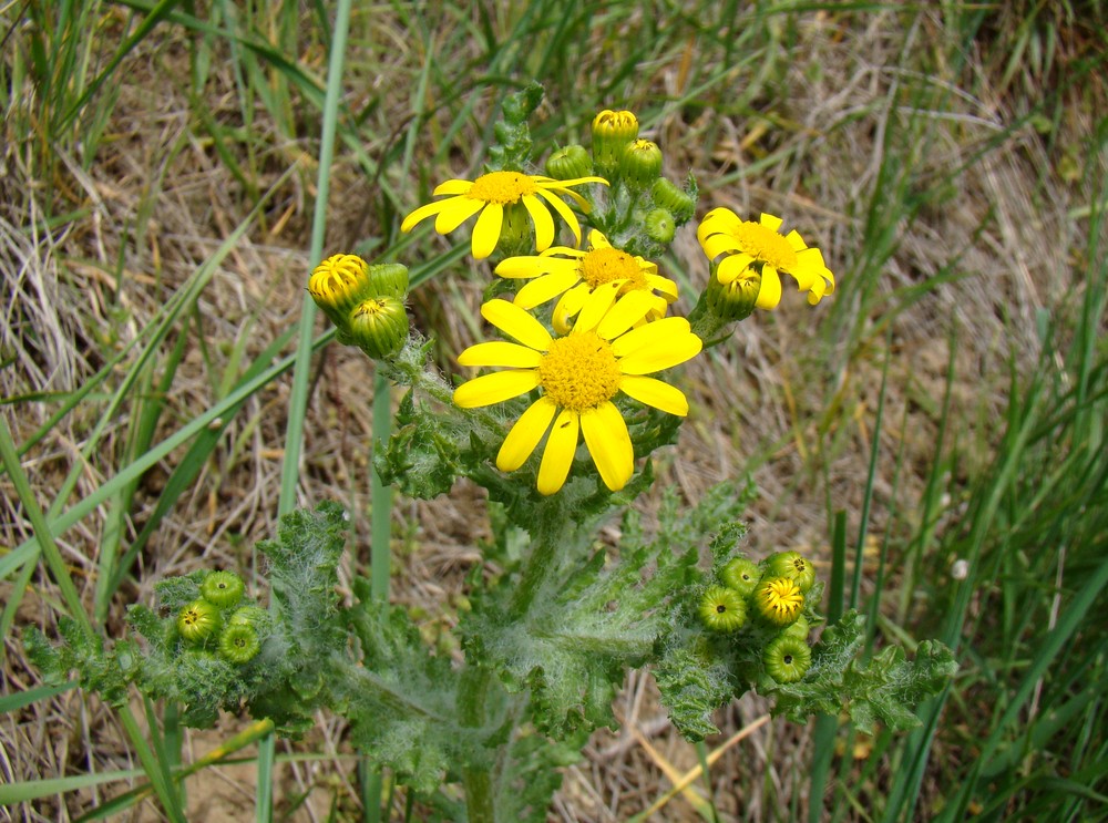 Изображение особи Senecio vernalis.