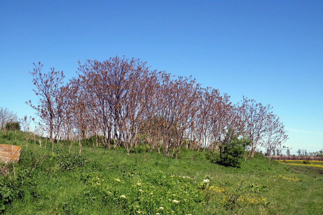 Изображение особи Ailanthus altissima.