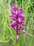 Anacamptis morio подвид caucasica