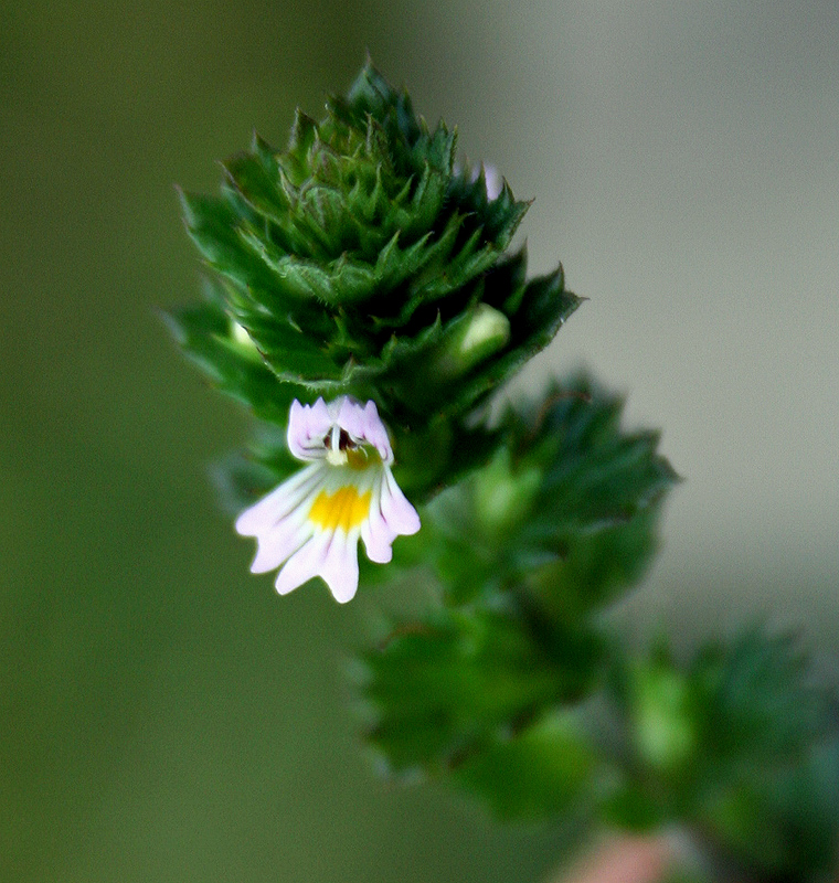 Изображение особи Euphrasia pectinata.