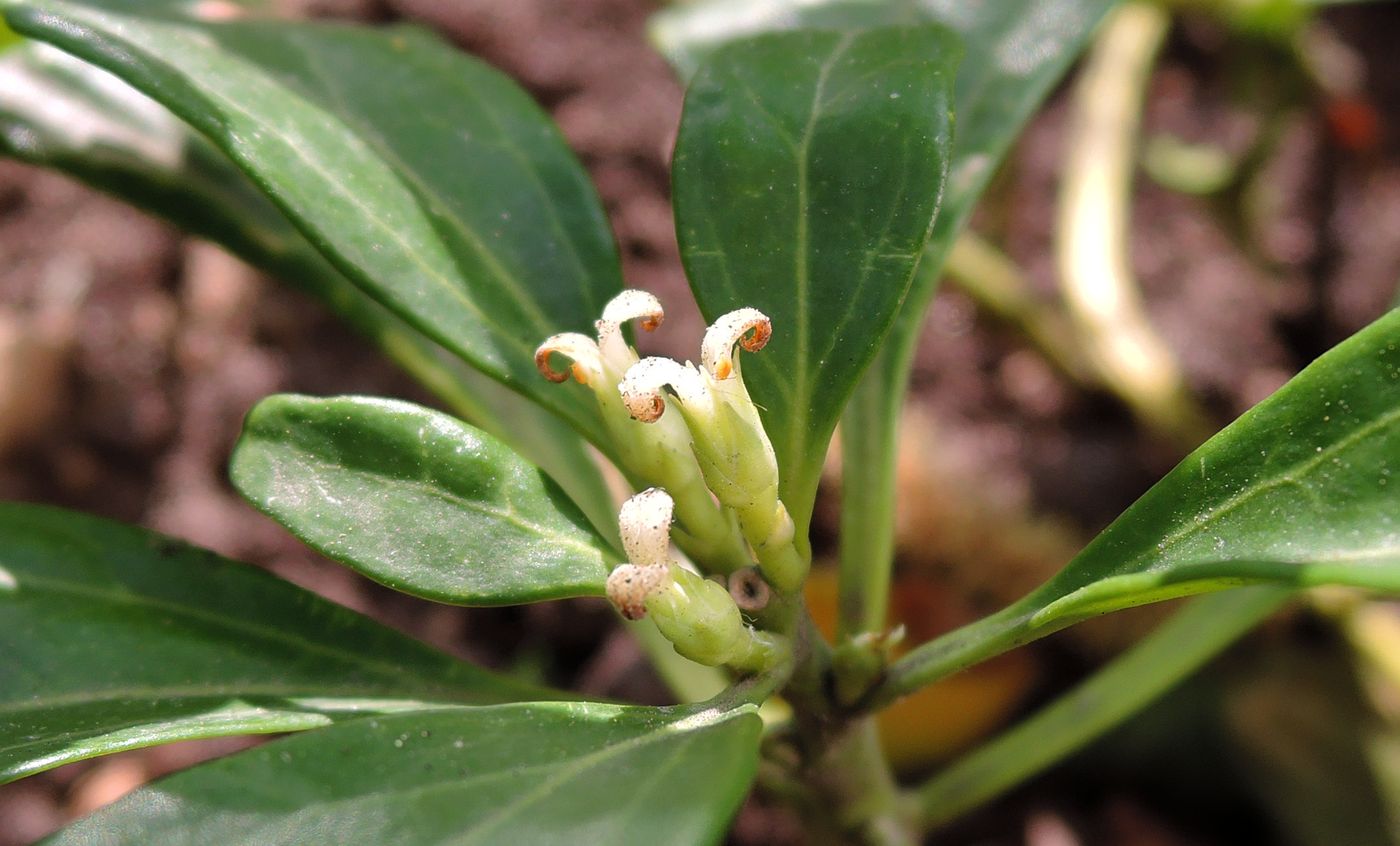 Изображение особи Pachysandra terminalis.