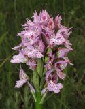 Neotinea tridentata